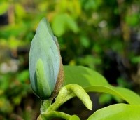 Magnolia acuminata 'Blue Opal' - Magnolia 'Blue Opal' - 2