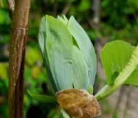 Magnolia acuminata 'Blue Opal' - Magnolia 'Blue Opal' - 3