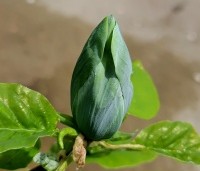 Magnolia acuminata 'Blue Opal' - Magnolia 'Blue Opal' - 1
