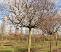 Acer platanoides ‘Globosum’