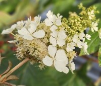 Hydrangea quercifolia - Eikenbladhortensia - 11