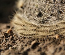 Eikenprocessierups in actie