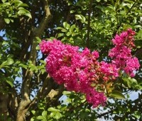 Lagerstroemia indica 'Rosea' - Indische sering - 1