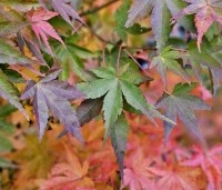Acer palmatum - Japanse Esdoorn - 3
