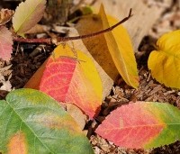 Amelanchier lamarckii - Krentenboompje - warme herfstkleuren