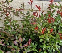 Photinia fraseri 'Red Robin'  - Glansmispel - 2