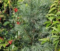 Pinus monticola 'Ammerland' - Westerse witte den - 1