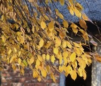 Carpinus betulus 'Pendula' - Treur haagbeuk - 3