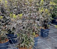 Sambucus nigra 'Black Tower'  - Zuil vlier 'Black Tower' - C15