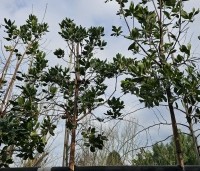 Arbutus unedo - Aardbeiboom - 2