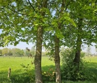 Acer platanoides - Noorse Esdoorn - 3