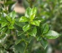 Ilex meserveae 'Heckenfee' - Hulst 'Heckenfee' - 1