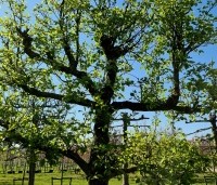 Pyrus calleryana 'Chanticleer' - Sierpeer - 2