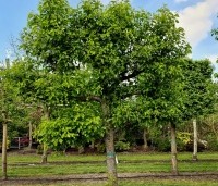 Pyrus calleryana 'Chanticleer' - Sierpeer - 1