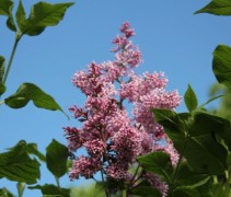 Sering 'Josikaea' is een struikvorm met mooie bloemen