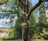 Pinus wallichiana - Tranenden - 6