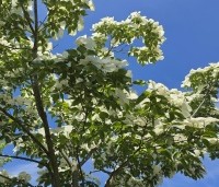 Cornus kousa 'Venus' - Japanse grootbloemige kornoelje ‘Venus' - 2