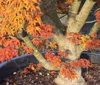 Acer palmatum 'Shishigashira' - Japanse Esdoorn 'Shishigashira' - 2