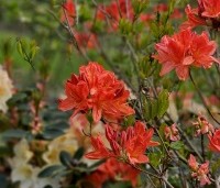 Rododendron Azalea Knaphill (AK) - Tuin Azalea Knaphill - 1