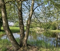 Alnus glutinosa - Zwarte Els - 2