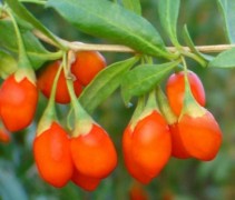 Goji bessen struiken leveren wij in twee maten en zijn te bestellen in onze webshop. Super gezond!