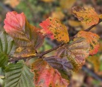 Carpinus bet. 'Rockhampton Red' - Haagbeuk 'Rockhampton Red' - 1
