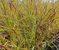 Panicum virgatum 'Rotstrahlbusch'	 - Vingergras 'Rotstrahlbusch'	 - herfst