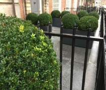 Buxus Sempervirens