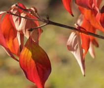 Cornus kousa 'Schmetterling' herfstblad