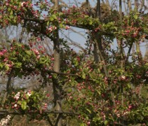 Malus 'Evereste', leivorm