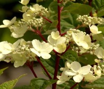 Pluimhortensia 'Wim's Red' met prachtige takken en bloemen