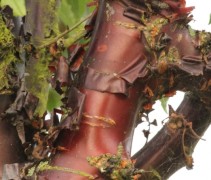 Prunus serrula stam
