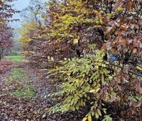 Carpinus betulus - Haagbeuk - 1