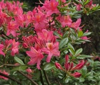 Rhododendron 'Jolie Madame'' - Azalea 'Jolie Madame' - 3