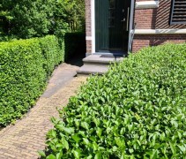 Ligustrum toepassing in voortuin