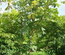 meerstammige Aesculus hippocastanum 