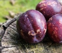Prunus dom. 'Belle de Louvain' - Prunus dom. 'Belle de Louvain' - 1