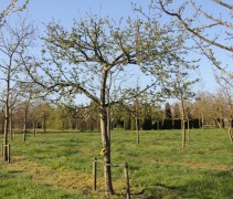 Malus domestica 'Schone van Boskoop'