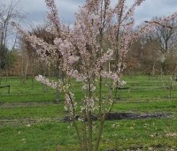 Prunus x yedoensis  - Yoshinokers - 5