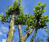 Platanus hispanica - Plataan - 3