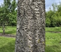 Phellodendron amurense - Amur kurkboom - 3
