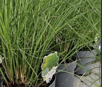 Miscanthus sinensis 'Gracillimus'	 - Prachtriet 'Gracillimus'	 - 1