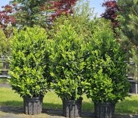 Prunus laurocerasus 'Bonaparte' - haaglaurier met gekleurde uitloop van het jonge blad. - 2