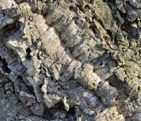 Quercus suber - Kurkeik - 2