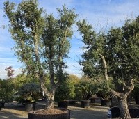 Quercus suber - Kurkeik - kwekerij THB in Apeldoorn locatie Zuidplein