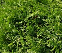 Thuja occidentalis 'Brabant' - Westerse Levensboom - wintergroen