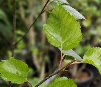 Betula utilis 'Doorenbos' - Himalayaberk - 2
