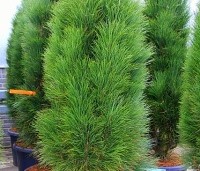 Pinus nigra 'Green Tower' - solitair