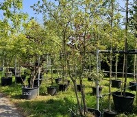 Quercus pubescens - Donzige eik - 4