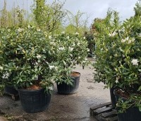 Rhododendron 'Cunningham's White' - Rododendron - 1
